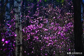 “花中西施”金达莱，绝色天香醉兴安图片