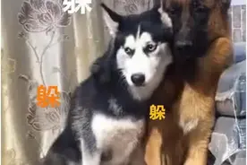 二哈闯祸后就躲在德牧旁边，德牧的眼神让主人笑翻，网友：聪明了图片
