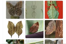 生物学拟态图片