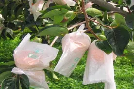 苹果套袋的适宜时间以及套袋方法图片