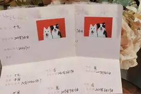 一张狗狗的结婚照火上了热搜，网友们却酸了图片