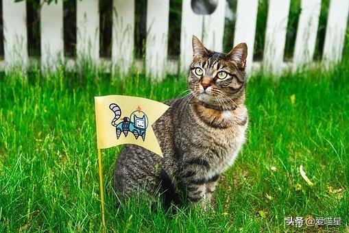 猫粮选购科普：看懂成分值和配方表，练就火眼金睛