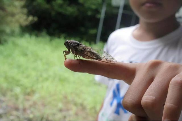 #旅居的N种方式#周末，去8700坪的田舍生活