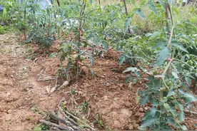 农家西红柿，天然有机长势喜人！勿入“催熟”、“染红”两大坑图片