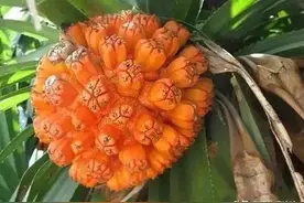 叶边全是刺，果实似菠萝，人称“假菠萝”，现在才知道它的价值图片