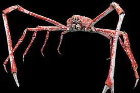 海底杀手：杀人蟹，鲨鱼都不是对手图片