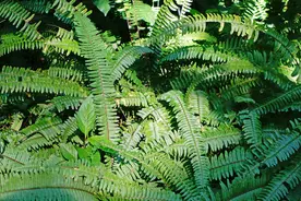 农村一种野草，埋在土里的根茎被称作“凤凰蛋”，价值好珍贵图片