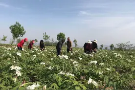 3000亩牡丹花山里绽放，“牡丹经济”让村民生活大变样图片
