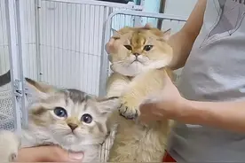 金渐层祸祸了布偶猫，这是生了一窝啥？不像爸也不像妈图片