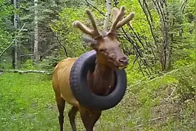 脖子上挂轮胎生存两年！一头麋鹿被拯救，为何麋鹿挣脱不了轮胎？图片