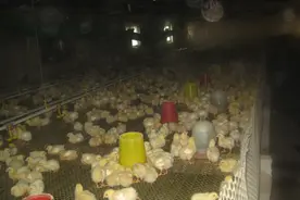 养鸡育雏预防与管理图片