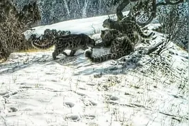 雪豹一家三口现身长江源园区图片