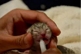 路边捡到一只小猫，长大后天天往家里叼鱼，兽医劝说赶紧送走图片