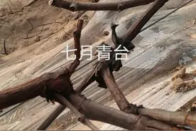 怎么让葡萄界的伤流冠军阳光玫瑰不再流泪。图片