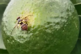 9月份柑橘小实蝇发生多，打药也是白打，什么防治方法好呢？图片