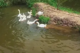 实拍：赶鸭子去池塘游泳，它们还会潜泳，太可爱了。在农村真舒服图片