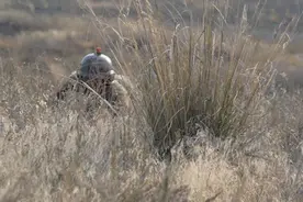 军犬“狂暴”自述：我凭什么能威震敌胆图片