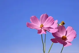 恋爱到什么程度就可以结婚了？两个故事，告诉你答案图片