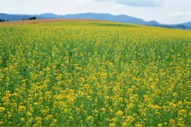 2周后，摩羯的人财情兼收，再遇旧爱，长长久久，日子苦尽甘来图片