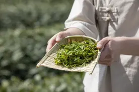今年的龙井品质如何？如何鉴别好坏？看这一篇就够了图片