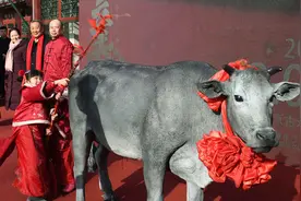 俗语：“好男有毛不鞭春，好女有膘不看灯”，是啥意思？图片
