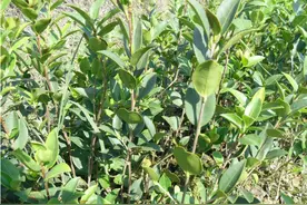 桂林油茶发展趋势，及高效种植技术要点分析，值得参考图片