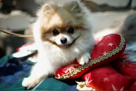 浙江宁波规定遛狗套装：为犬只佩戴犬链、嘴套等，狭小空间主动避让他人图片