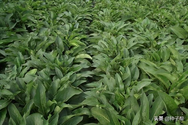 俄罗斯饲料菜和菊苣哪个饲草好？