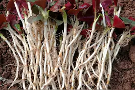 38种路边的野菜，常常见到但不一定都认识，看你吃过几种？图片