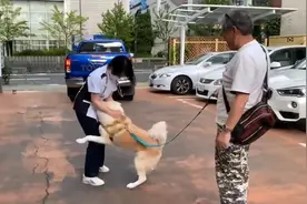 秋田犬去医院打针，中途换成“男医生”后，狗子的表情变了图片