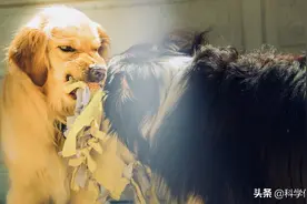 狂犬病致死率为何接近100%？打了疫苗就绝对安全吗？不一定图片