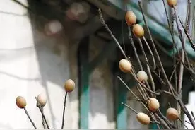 鸡蛋壳挂在香椿树上，利润就能这么高，你见过吗？ 什么道理？图片