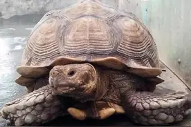 乌鲁木齐3名小伙网上购买"龟"宠物被起诉图片