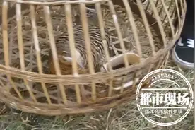村民在山上捡到3个蛋，带回家用母鸡孵，没想到麻烦了图片