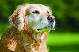 狗狗年纪大逐渐衰老，照顾时记住这“6个要”，让爱犬陪伴更长久图片