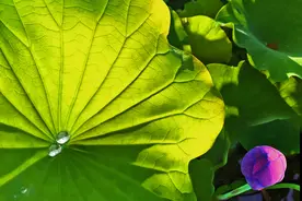 手机拍六月荷花，一样能拍出美艳的荷塘景色图片