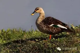 雁窝岛猎雁猎野鸭捡蛋图片