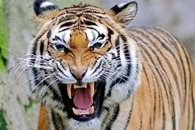 老虎的繁殖与交配，铁汉没有柔情，冷门的知识又增加了图片