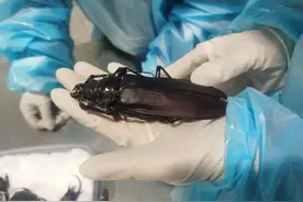 （视频）世界上最大的天牛被截获了图片