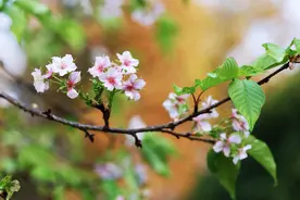 错把秋天当春天：桂花开花时间“打折”,樱花反季节绽放图片