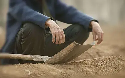 菌肥：农业的大师，各种常见微生物菌的不同作用及使用方法