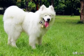 拥有“博爱”精神的萨摩耶，因有那么多的优点，而深受人们的青睐图片