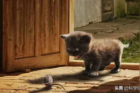猫为什么爱吃老鼠，吃了不会生病吗？生了病会不会传染给人？图片