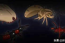 3人被咬，2人死亡！警惕夏季最常出没的8种夺命虫图片