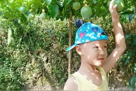 农家小院旁，只种了2株百香果，为何多到吃不完？原来窍门在这里图片