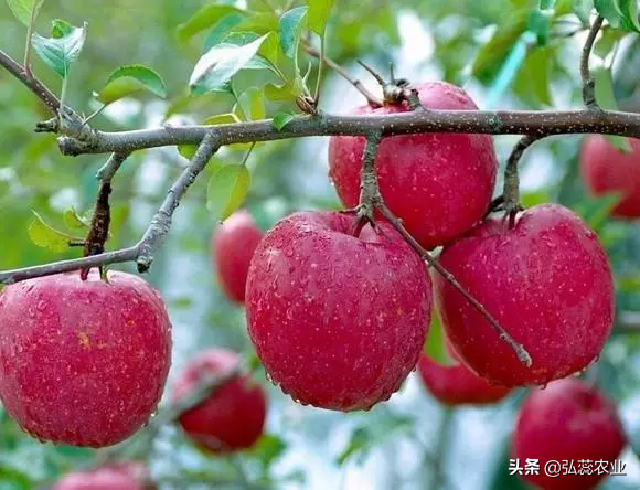 氨基酸其功效特点