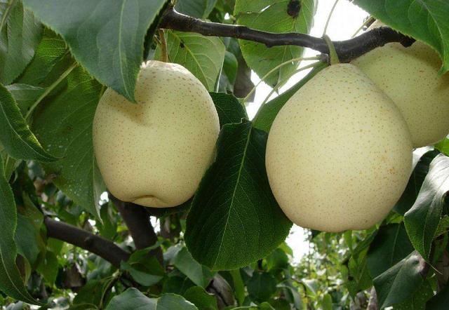 清华学霸理综292分，他说学好理综只需要记这些口诀！