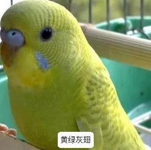 黄绿鱼鳞鹦鹉