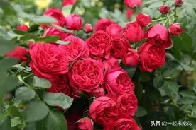 此藤本月季耐热又耐寒，一年四季都开花，花量大易爆盆，值得拥有图片