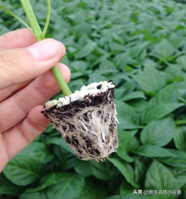 既是杀菌剂也是诱抗素，既有药效也有肥效——农用壳糖素不简单